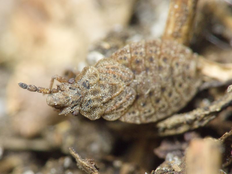 Aradus cinnamomeus Panzer, 1806